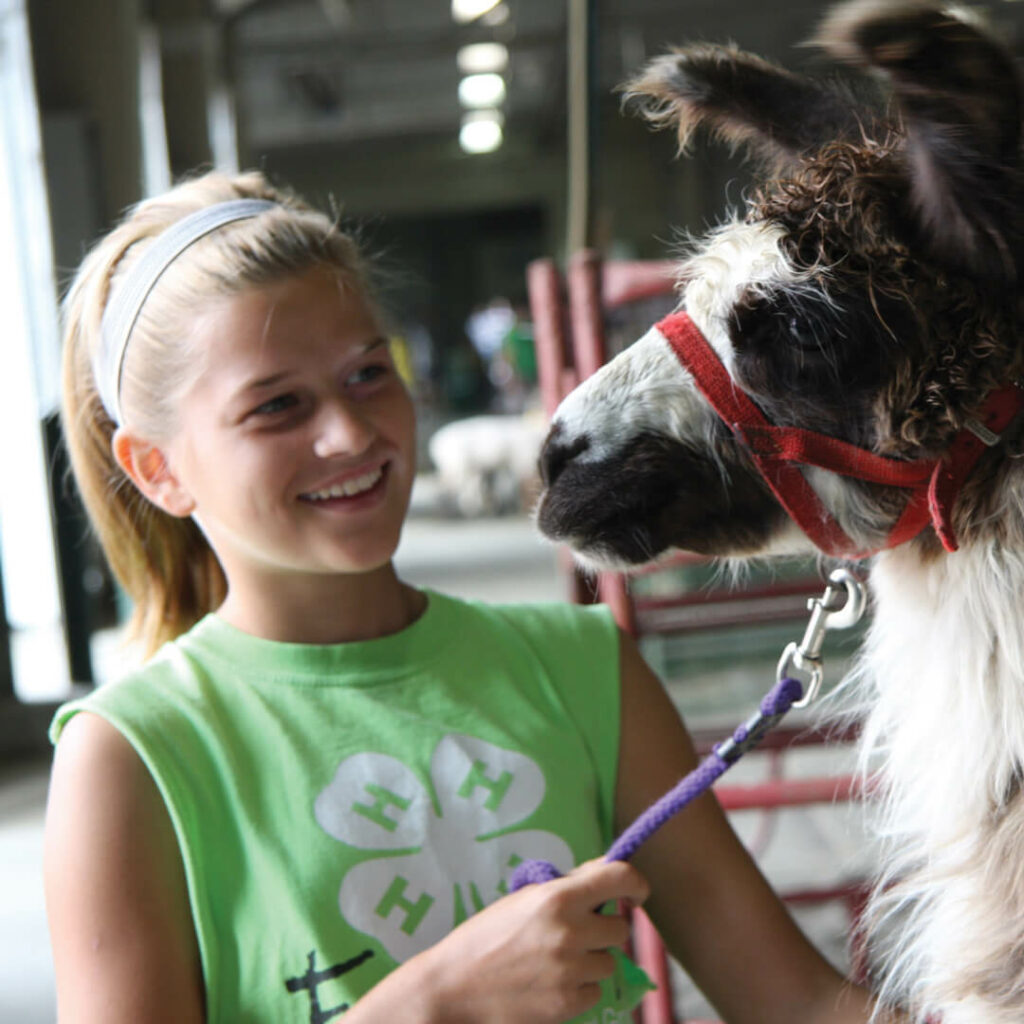 A blond girl wearing a green 4-H shirt smiles while looking into the face of a llama.